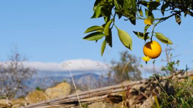 Olgun taze narenciye meyveli portakal ağacı. İspanyol doğa manzarası