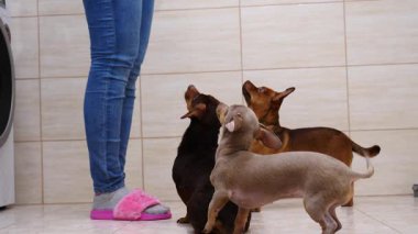 Tuvalette köpekleriyle oynayan tanınmayan bir kadın yemek veriyor. Hayvanlar ağır çekimde zıplarken eğleniyor..