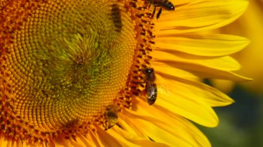Bal arısı ve çiçek. Arılar sarı ayçiçeğinin üzerinde polen topluyor. Fransa 'daki Provence. Yavaş çekim