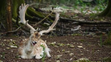 Erkek geyik doğal ortamda boynuzlu geyik. Geyik dama dama. Patlıcan bölgesindeki Vision Park, Fransa. Yavaş çekim