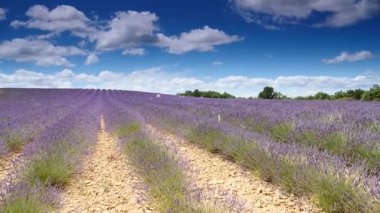 Lavanta tarlalarının üzerinde beyaz bulutlar olan mavi gökyüzü ufka kadar uzanıyor. Provence Fransa 'nın kırsal kesiminde. Çiçek mevsimi. Tatil gezisi için Fransız eğlencesi.