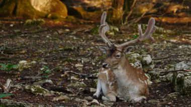 Erkek geyik doğal ortamda boynuzlu geyik. Geyik dama dama. Patlıcan bölgesindeki Vision Park, Fransa. Yavaş çekim