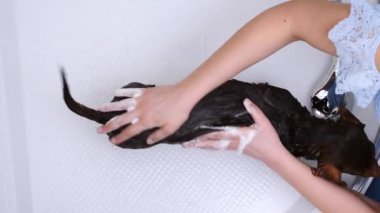 Küçük köpeğini banyoda yıkayan bir kadın. Hayvanla ilgilenen dişi..