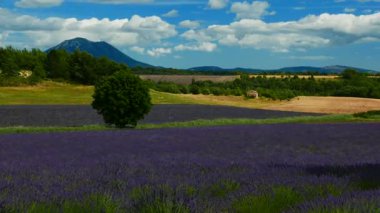 Zaman ayarlı. Lavanta tarlaları ve ufukta dağ olan kırsal arazide bulutlar. Puimoisson Bölgesi, Plato Valensole, Fransa 'da Alpes de Haute Provence.