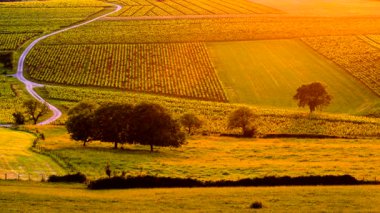 Gün batımında üzüm bağları manzarası, Jura şarabı bölgesi, doğu Fransa 'da bourgogne-franche-comte. Bakış açısına göre Belvedere du vigNoble in pupillin.