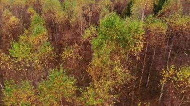 Hava görüntüsü. Sonbahar ormanı üzerinde uçuş, yeşil turuncu ağaç tepeleri. Avrupa, Polonya pomerania, kashubia manzarası.