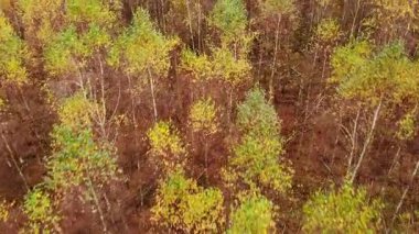Hava görüntüsü. Yeşil sarı huş ağaçlarının üzerinde sonbahar doğal manzarasında uçuyor. Avrupa, Polonya pomerania ve kashubia düştü.