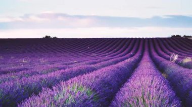 Akşam ışığında lavanta tarlaları, provence, valensole plato. Mor renkli tarlalar çiçek açıyor. Seyahat bölgesi.