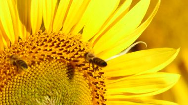 Bal arısı ve sarı çiçekten oluşan makroyu kapat. Arılar sarı ayçiçeğinde polen topluyor.
