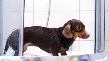 Küçük köpeğiyle ilgilenen, banyo yaptıktan sonra havlu kullanan bir kadın..
