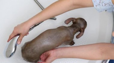 Küçük köpeğini banyoda yıkayan bir kadın. Hayvanla ilgilenen dişi..