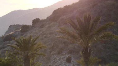 Palmiye ağaçları arka planda. İspanyol doğa manzarası
