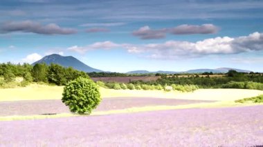 Kırsal arazide, lavanta tarlaları ve ufukta dağlarla hareket eden bulutların zaman akışı. Puimoisson Bölgesi, Plato Valensole, Fransa 'da Alpes de Haute Provence.