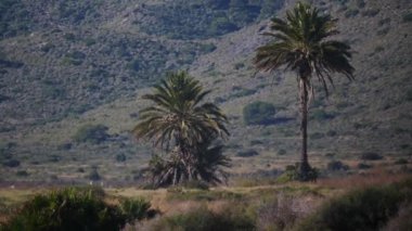 Sıcak, titrek bir havada, arka planda bir palmiye ağacı. İspanya doğa manzarası, Murcia 'daki Calblanque doğal parkı..
