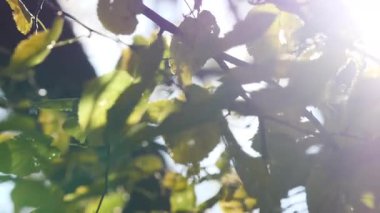 Sonbahar alder ağacı, esintide esen yeşil yapraklar ve sonbahar dallarında parlayan güneş.