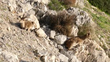 Maro-cerro gordo doğal alanındaki kayalık arazideki dağ keçisi, Nerja İspanya