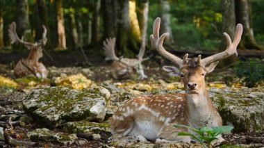 Erkek geyik, boynuzlu geyik doğal ortamda dinleniyor. Geyik dama dama. Patlıcan bölgesindeki Vision Park, Fransa. Yavaş çekim
