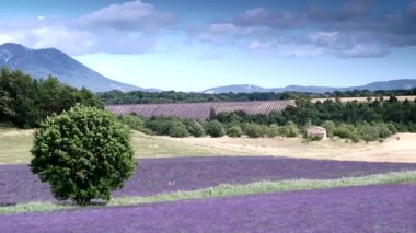 Kırsal kesimde lavanta tarlaları ve ufukta dağlarla birlikte. Puimoisson Bölgesi, Plato Valensole, Fransa 'da Alpes de Haute Provence.