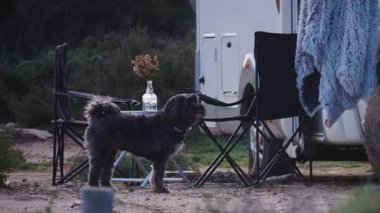 Kamp arabasındaki köpek havlıyor. İnsanların doğanın tadını çıkarması için masalı ve sandalyeli bir karavan. Doğada kamp yapmak. Karavan tatili. Evcil hayvanla seyahat etmek.