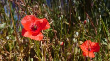 Kırmızı gelincik çiçekleri, yeşil çayırda yabani gelincikler.
