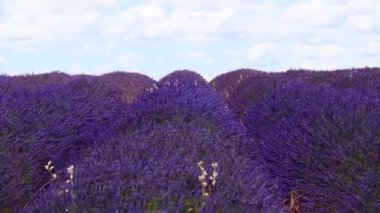 Lavanta tarlalarının üzerinde beyaz bulutlar olan mavi gökyüzü ufka kadar uzanıyor. Provence Fransa 'nın kırsal kesiminde. Çiçek mevsimi. Tatil gezisi için Fransız eğlencesi.