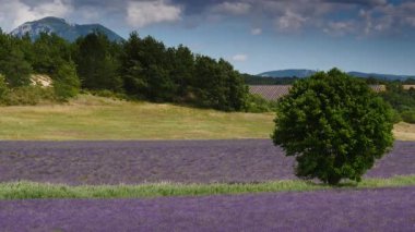 Kırsal kesimde lavanta tarlaları ve ufukta dağlarla birlikte. Puimoisson Bölgesi, Plato Valensole, Fransa 'da Alpes de Haute Provence.
