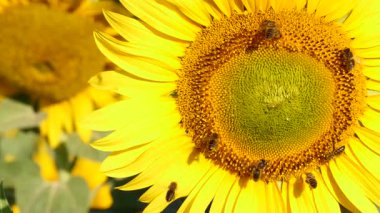 Bal arısı ve çiçek. Bir sürü arı sarı ayçiçeğinde polen topluyor. Fransa 'daki Provence. Yavaş çekim