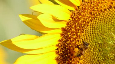 Bal arısı ve sarı çiçekten oluşan makroyu kapat. Arılar sarı ayçiçeğinde polen topluyor.