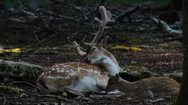 Doğal ortamda geyik avlamak. Kadın ve erkek. Geyik dama dama. Patlıcan bölgesindeki Vision Park, Fransa. Yavaş çekim