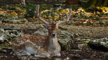 Erkek geyik doğal ortamda boynuzlu geyik. Geyik dama dama. Patlıcan bölgesindeki Vision Park, Fransa. Yavaş çekim