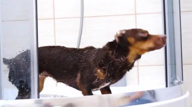 Küçük köpeğiyle ilgilenen, banyo yaptıktan sonra havlu kullanan bir kadın..