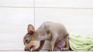 Küçük komik sıçan köpek yerden yemek yiyor besleniyor ve mutlu oluyor..