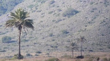 Sıcak, titrek bir havada, arka planda bir palmiye ağacı. İspanya doğa manzarası, Murcia 'daki Calblanque doğal parkı..