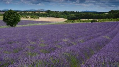 Kırsal kesimde lavanta tarlaları ve ufukta dağlarla birlikte. Puimoisson Bölgesi, Plato Valensole, Fransa 'da Alpes de Haute Provence.