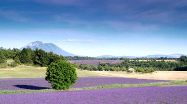 Kırsal kesimde lavanta tarlaları ve ufukta dağlarla birlikte. Puimoisson Bölgesi, Plato Valensole, Fransa 'da Alpes de Haute Provence.