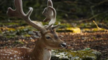 Erkek geyik doğal ortamda boynuzlu geyik. Geyik dama dama. Patlıcan bölgesindeki Vision Park, Fransa. Yavaş çekim