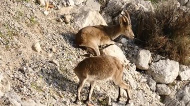 Vahşi dağ keçisi, kayalık arazide İspanyol dağ keçisi, Endülüs. Vahşi yaşam hayvanları.