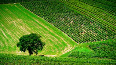 Öğrenci mahallesindeki yeşil üzüm bağları, Jura şarap bölgesi, Doğu Fransa 'daki burgne-franche-comte..