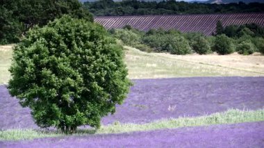 Çiçekli lavanta tarlaları. Provence kırsal alanı, Fransa.