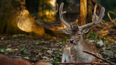 Erkek geyik doğal ortamda boynuzlu geyik. Geyik dama dama. Patlıcan bölgesindeki Vision Park, Fransa. Yavaş çekim