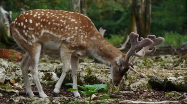 Erkek geyik doğal ortamda boynuzlu geyik. Geyik dama dama. Patlıcan bölgesindeki Vision Park, Fransa. Yavaş çekim