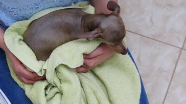 Küçük sıçan köpeğiyle ilgilenen, banyoda yıkandıktan sonra havlu kullanan bir kadın..