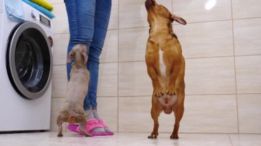 Tuvalette köpekleriyle oynayan tanınmayan bir kadın yemek veriyor. Hayvanlar ağır çekimde zıplarken eğleniyor..