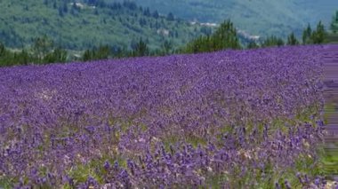 Lavanta çiçeği kokulu tarlalar. Fransa 'da Provence.