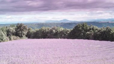 Tepelerdeki lavanta tarlaları üzerinde hareket eden bulutların zamanı, uzaktaki dağlar. Valensole Platosu, Fransa 'da Provence. Seyahat bölgesi.
