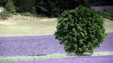 Çiçekli lavanta tarlaları. Provence kırsal alanı, Fransa.