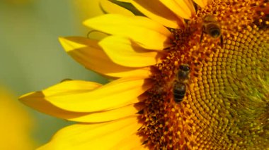 Bal arısı ve sarı çiçekten oluşan makroyu kapat. Arılar sarı ayçiçeğinde polen topluyor.
