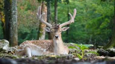 Erkek geyik doğal ortamda boynuzlu geyik. Geyik dama dama. Patlıcan bölgesindeki Vision Park, Fransa. Yavaş çekim