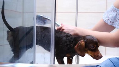 Küçük köpeğini banyoda yıkayan bir kadın. Hayvanla ilgilenen dişi..