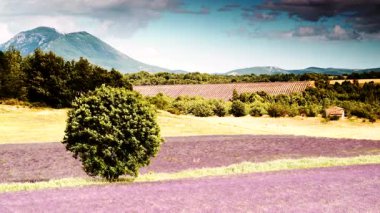 Kırsal kesimde lavanta tarlaları ve ufukta dağlarla birlikte. Puimoisson Bölgesi, Plato Valensole, Fransa 'da Alpes de Haute Provence.